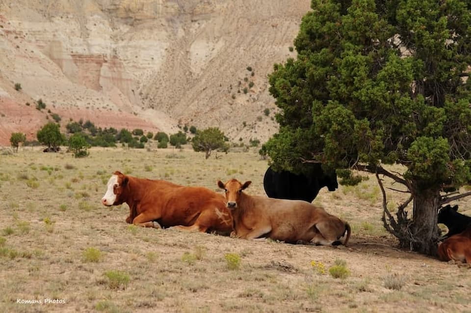 木立の下で座り込んで休む２頭の茶色い放牧牛