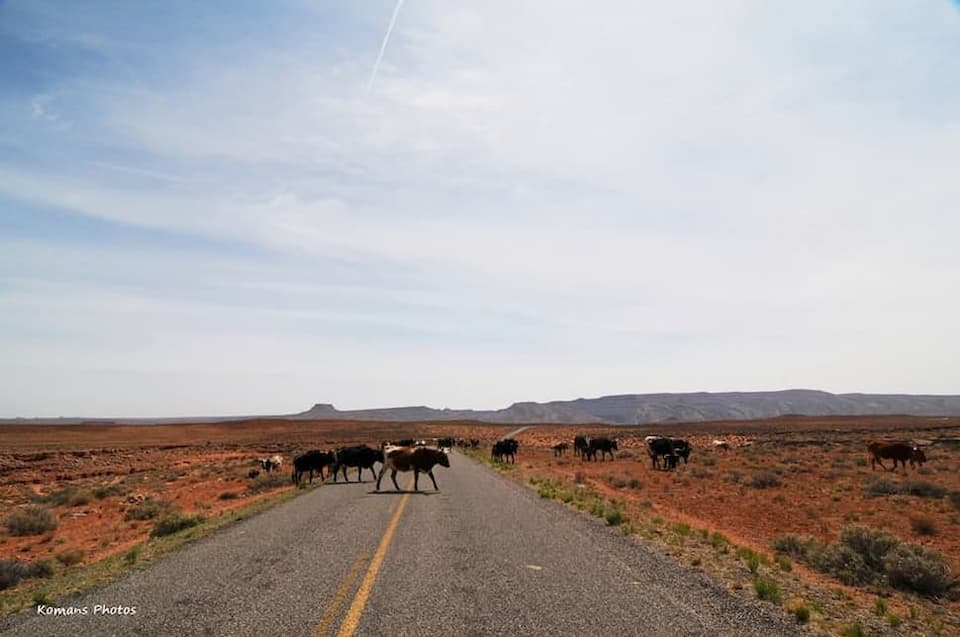 目の前を横断する放牧牛が行き過ぎるのをのんびり待つ