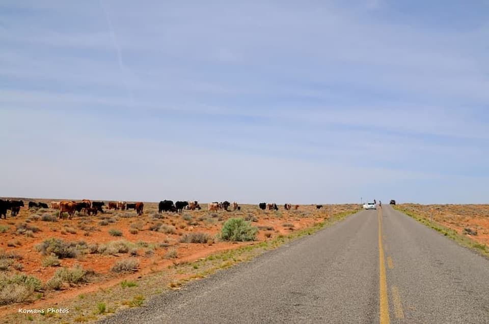 ロードサイドにたたずむ放牧牛の大群