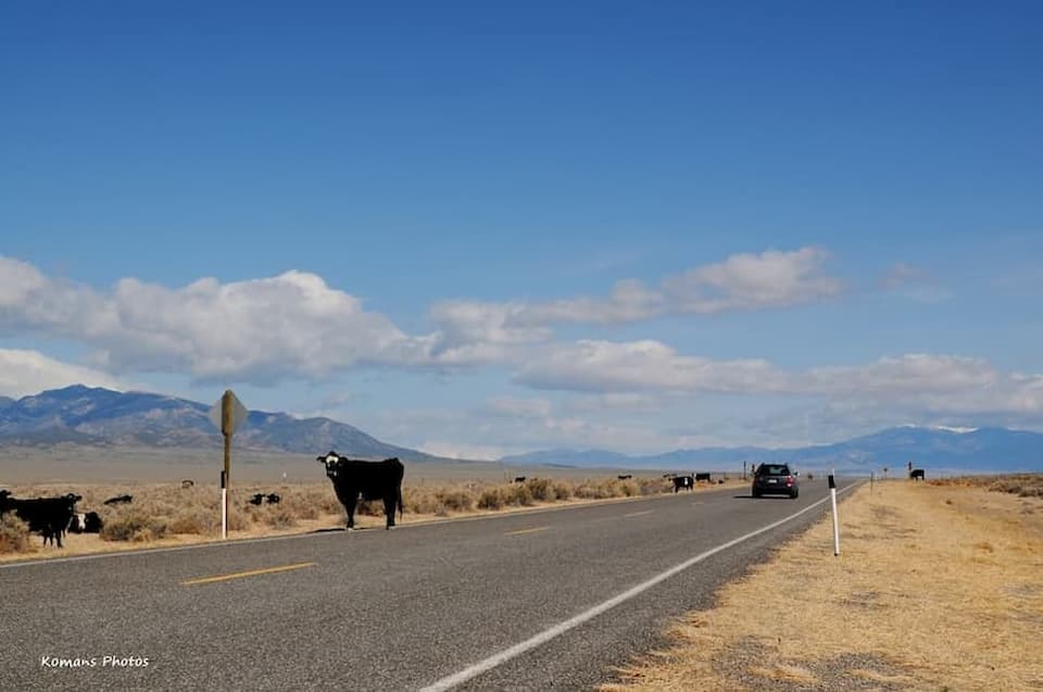 ハイウェイ路上に出てきてしまった放牧牛
