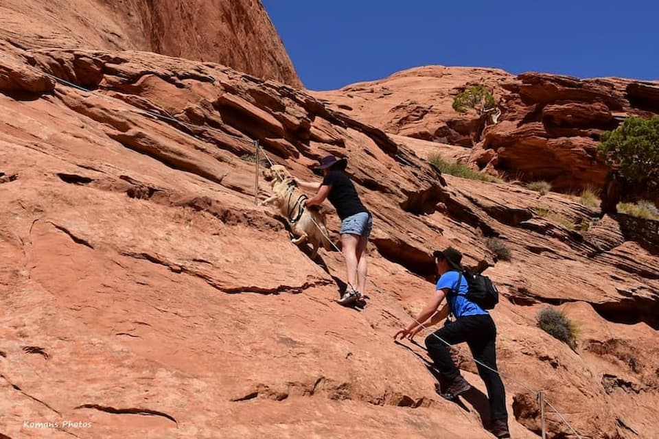 ワイヤー伝いに赤茶色の砂岩の急斜面を登るカップルとペットのゴールデンレトリーバー犬