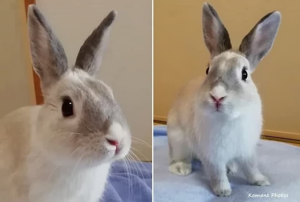 グレー色のミニウサギの顔アップと全身写真