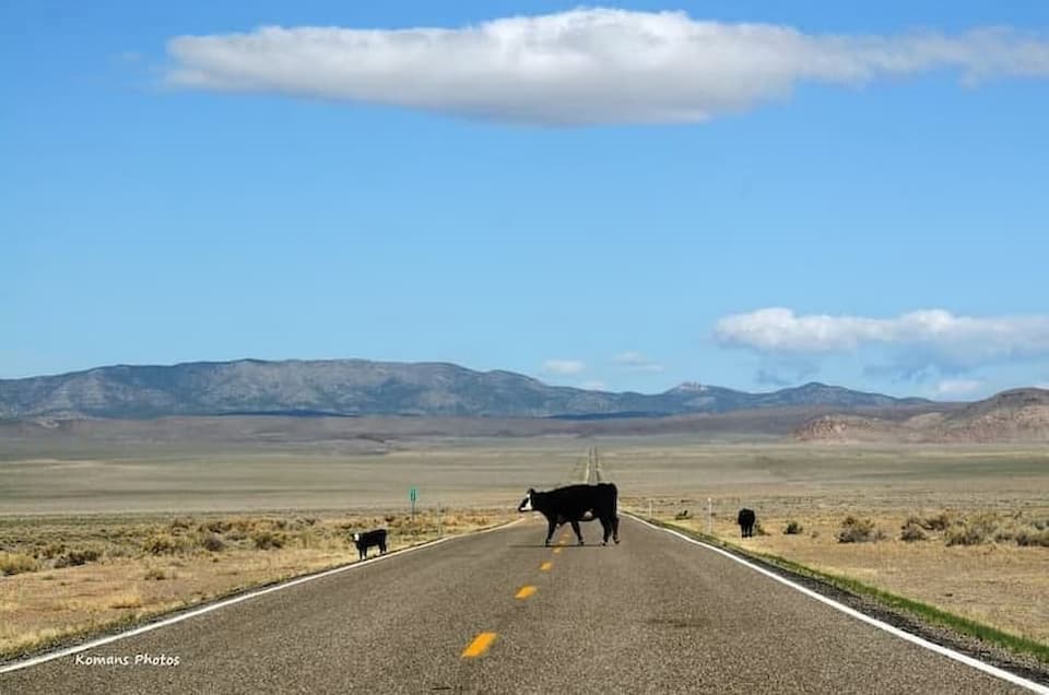 走行中のユタ州ステート･ハイウェイを牛が横断する前方車窓風景
